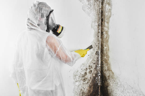 Best Bathroom Mold Remediation in West Point, VA