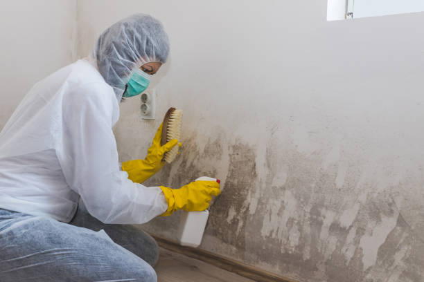 Best Crawl Space Mold Remediation in West Point, VA