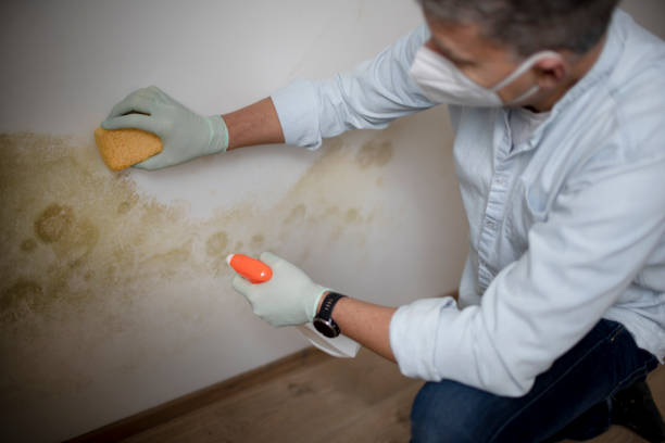 Best Insurance-Related Mold Remediation in West Point, VA